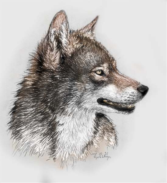 Pencil Wolf