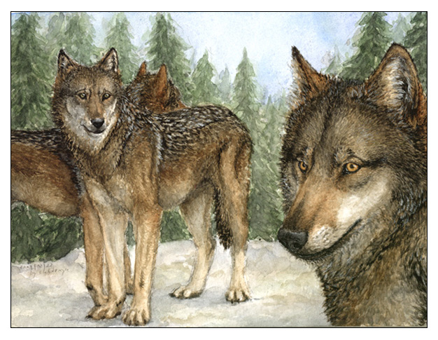 Eurasian Wolves