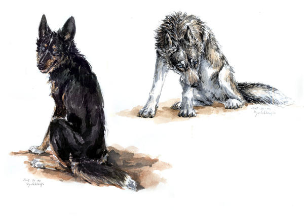 Sitting Dogs Sketches