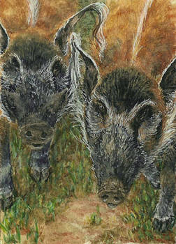 Red River Hogs ACEO