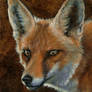 Red Fox ACEO