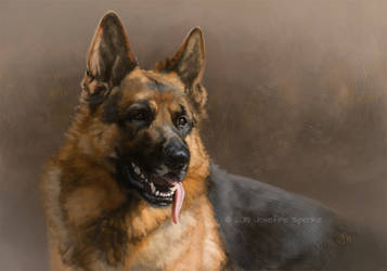 A German Shepherd Dog