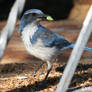 Monterey Scrub Jay