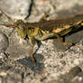 Orthoptera III