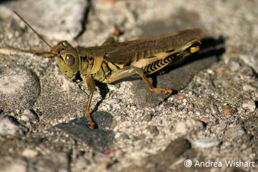 Orthoptera III