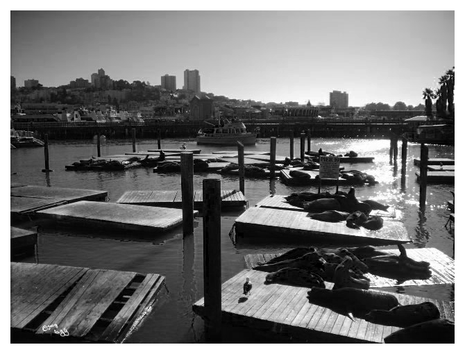 Sunbathing Sea Lions