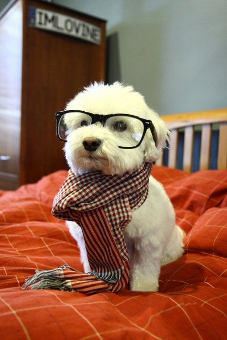 Smart Pup