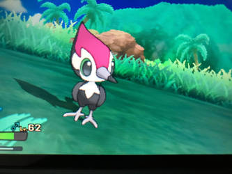 Shiny Pikipek!