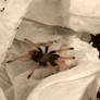 My new pet Tarantula