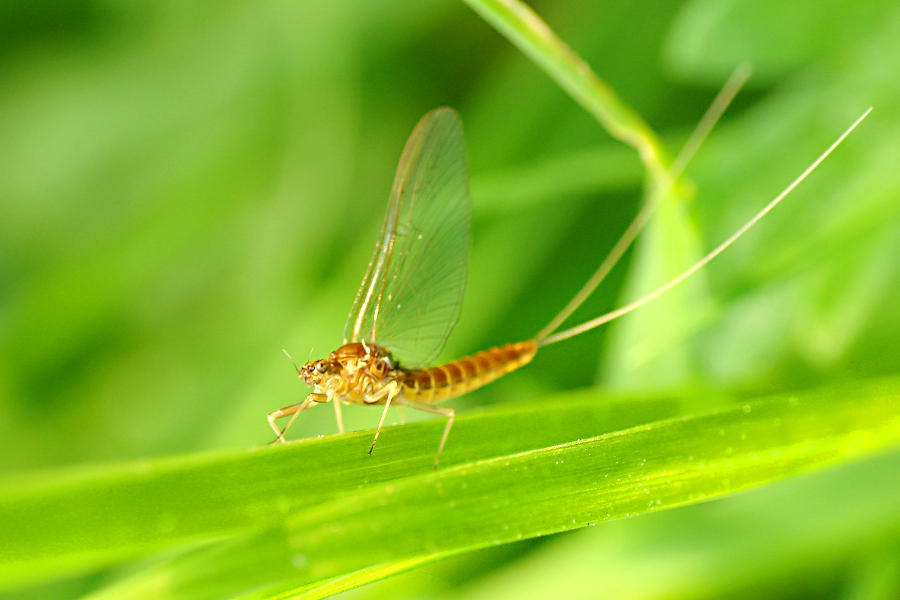 Mayfly 3 by pitrock74205 on DeviantArt