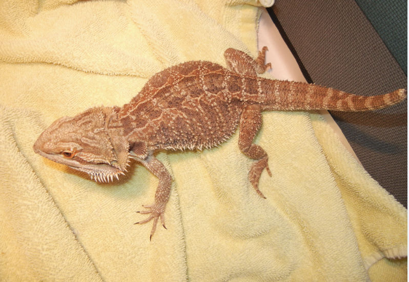 Riza Dragon by fluffpuffgerbil on DeviantArt