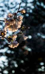 Cherry Blossom and Sunset