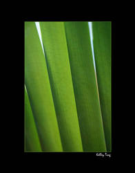 Leaves in the Field