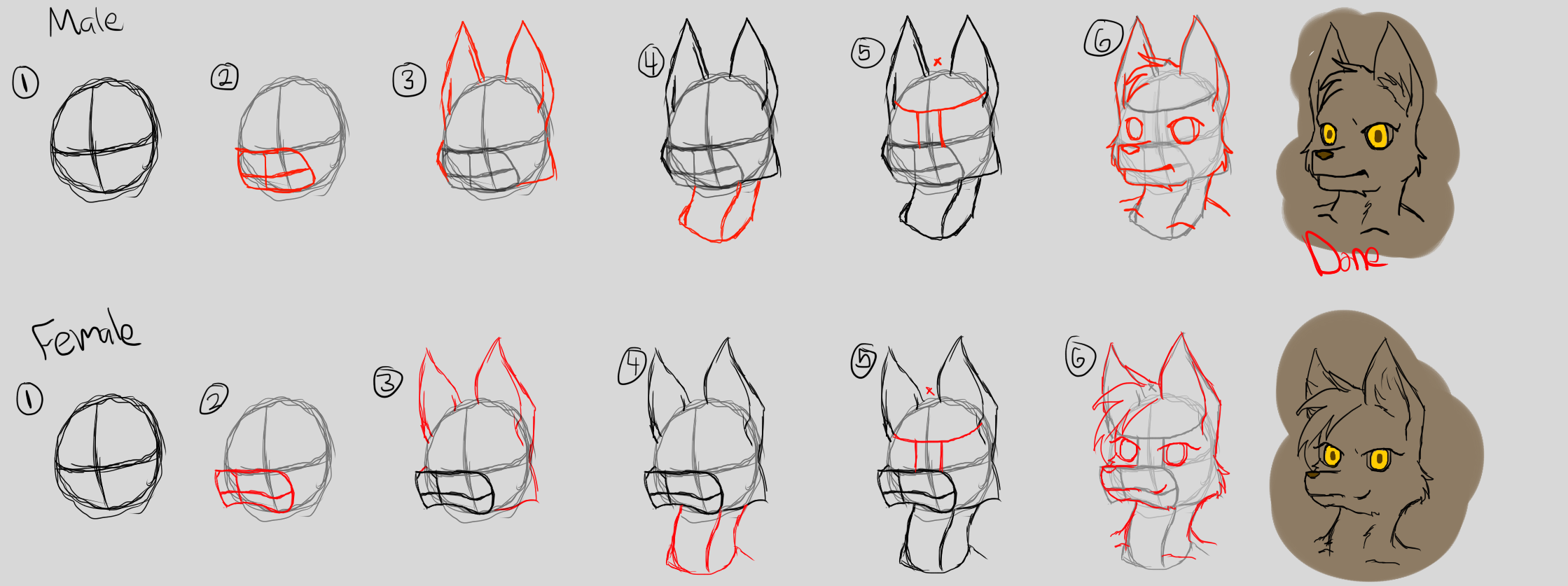 Image Of How To Draw Anthro Head 6 7 Step By Wub Bouncer On Deviantart.