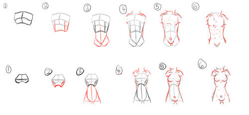 How To Torso (anthro ish) [6 step]