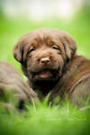 Labrador puppy by Inside-my-ART