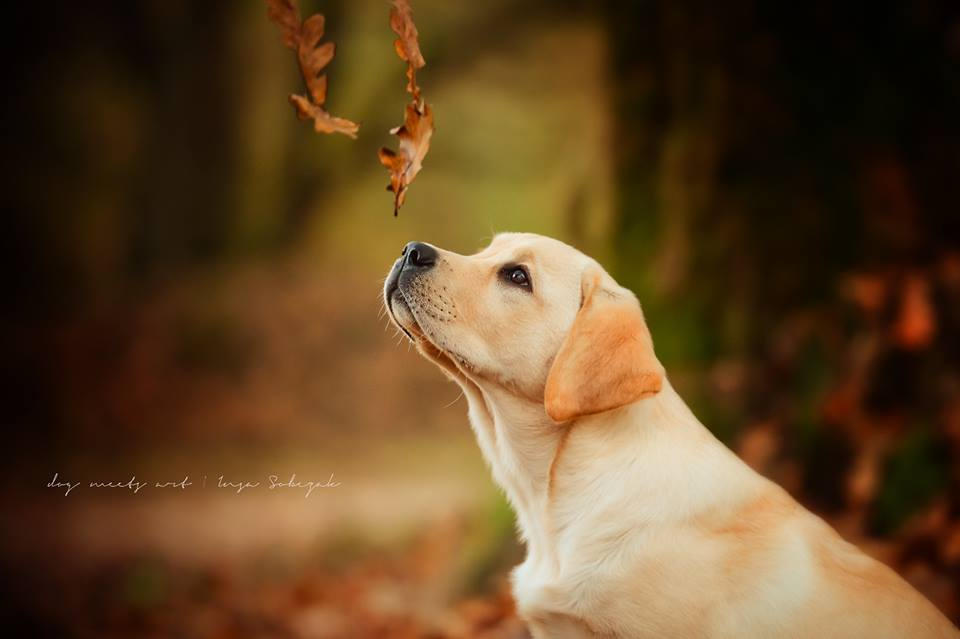 Autumn is comming by Inside-my-ART Autumn is comming by Inside-my-ART