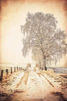 A winterdream