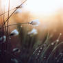 Moning feelings