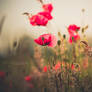 Summerfeeling