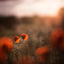 Poppy love