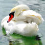 cygne du Leman