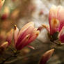 Magnolias #1