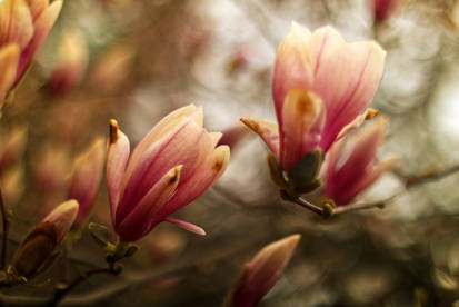 Magnolias #1