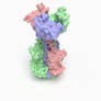 Herpes Simplex Virus 1 Glycoprotein B