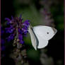 Papillon sur fleur