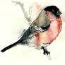 bullfinch.