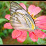 Butterfly on a flower