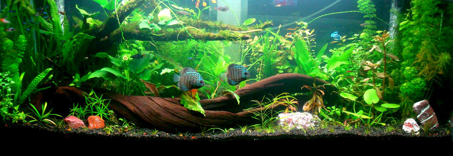 My Planted Tank 02