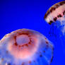 Jellyfish2