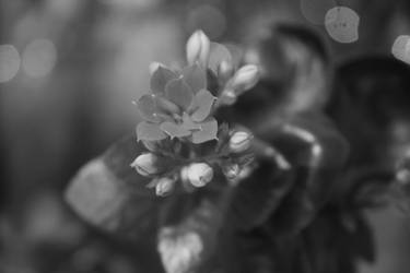 red flower in black colour