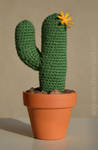 Cactus by anguana
