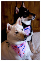 Pink Bandanas