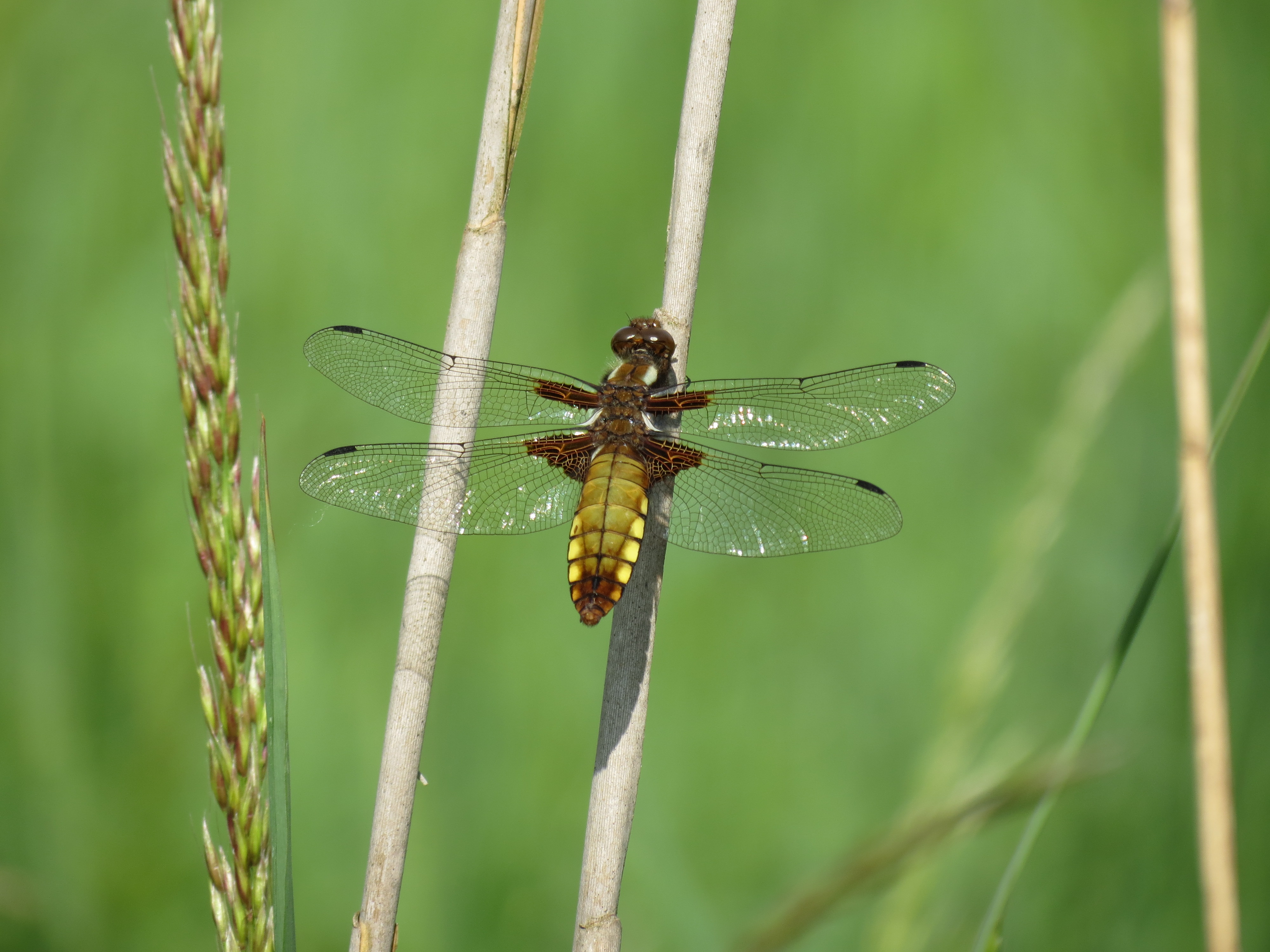 Broad-bodied darter