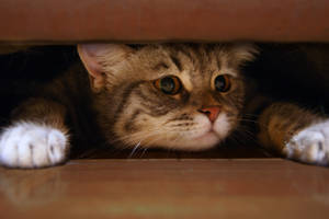 My trench Kitten Stock 5