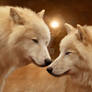 White wolves