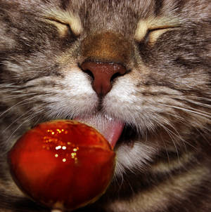 Sweets Kitten Stock 6 by ElenaDudina Sweets Kitten Stock 6 by ElenaDudina