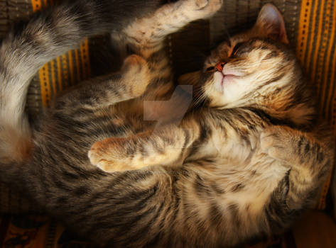Asleep Kitten Stock 7