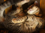 Asleep Kitten Stock 7 by ElenaDudina