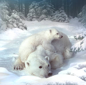 Polar bears