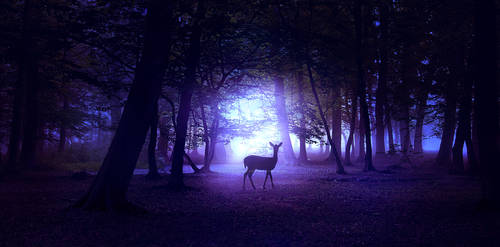 Night forest by ElenaDudina