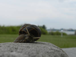 snail in nature