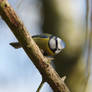 slimbridge blue tit 2