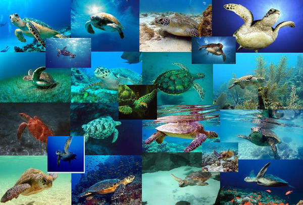 Turtle Shell Collage 00 Beautiful Turtle Collage by MaxandFang4evr on DeviantArt