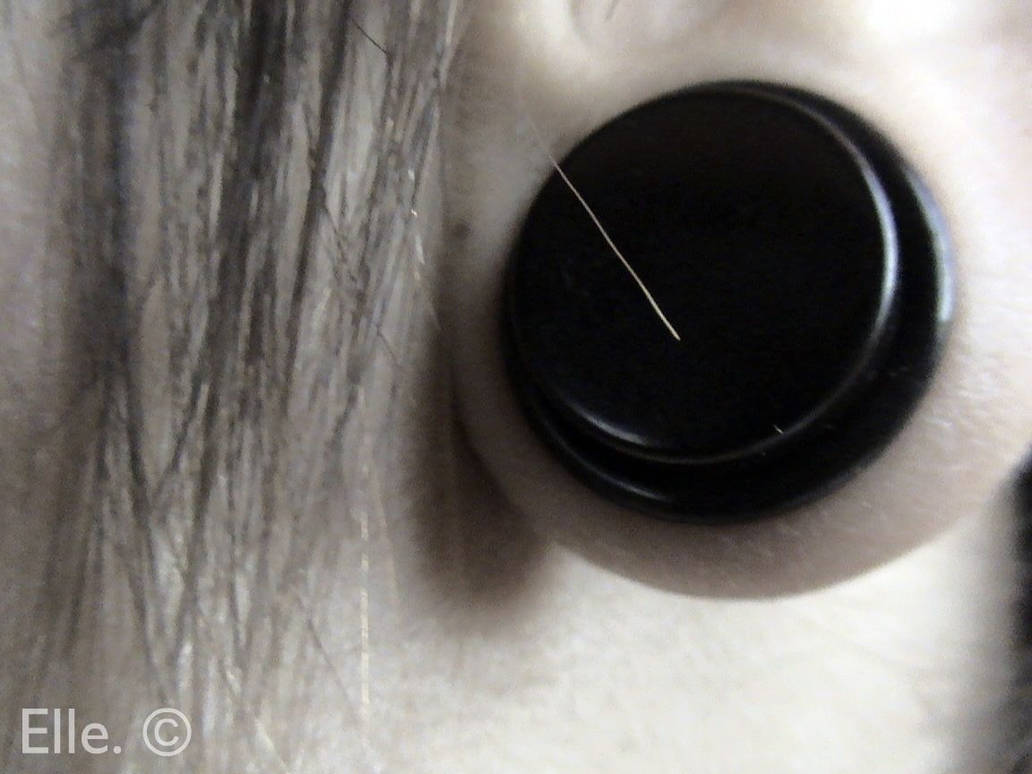 Expanded Ears Expanded ear. by Elle9 on DeviantArt