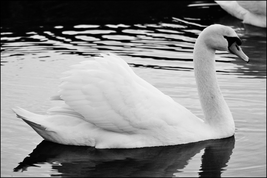 Black and White Swan 2